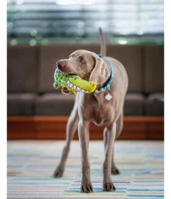 Red Dingo Hundespielzeug DURABLES Toys Krokodil