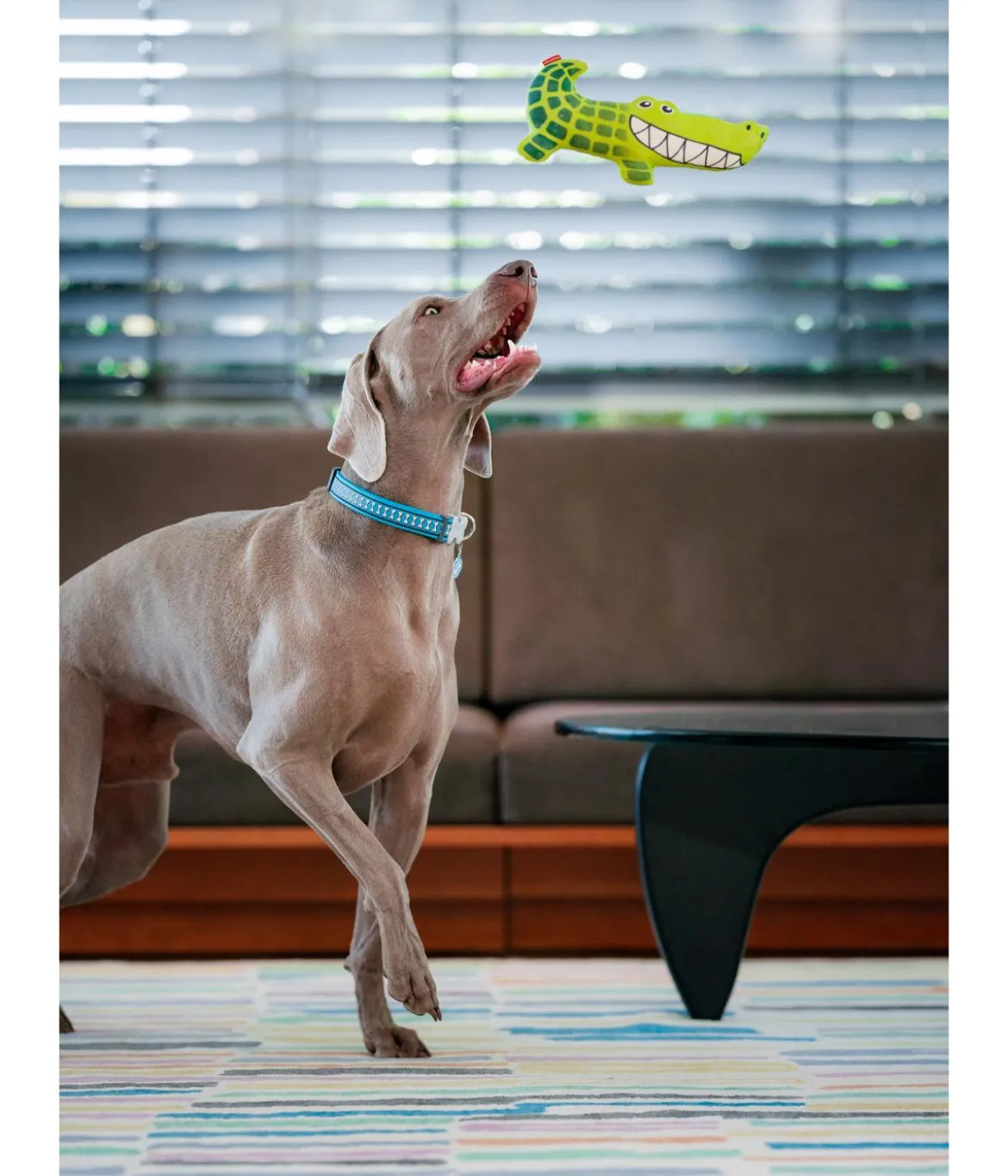 Red Dingo Hundespielzeug DURABLES Toys Krokodil