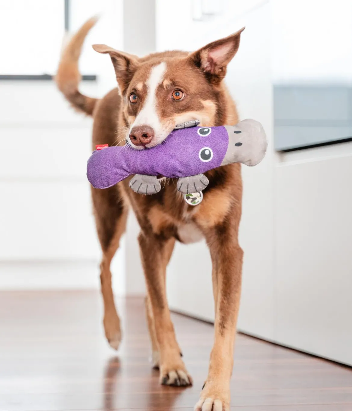 Red Dingo Hundespielzeug DURABLES Toys Schnabeltier
