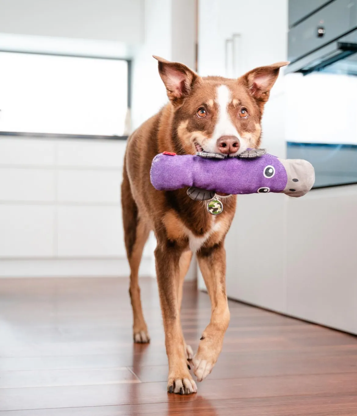 Red Dingo Hundespielzeug DURABLES Toys Schnabeltier