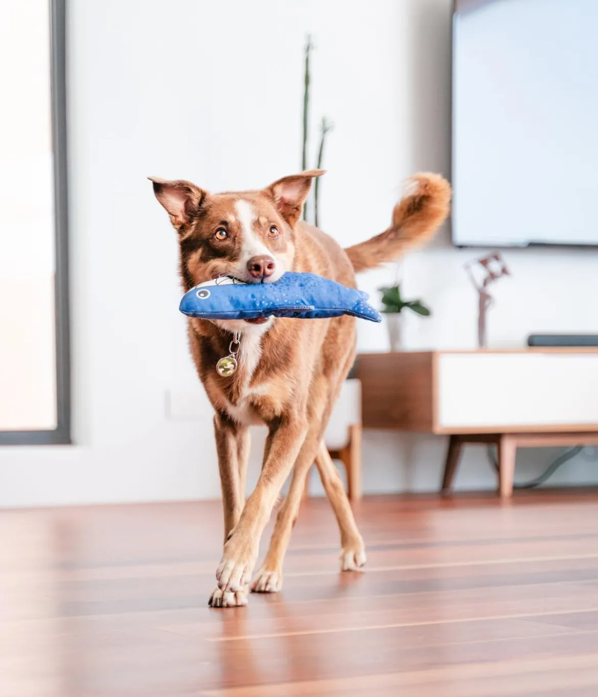 Red Dingo Hundespielzeug DURABLES Toys Hai