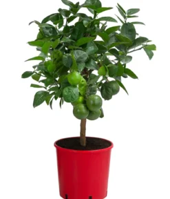 Regenbogen-Orange 'Arcobal'