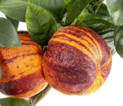 Regenbogen-Orange 'Arcobal'