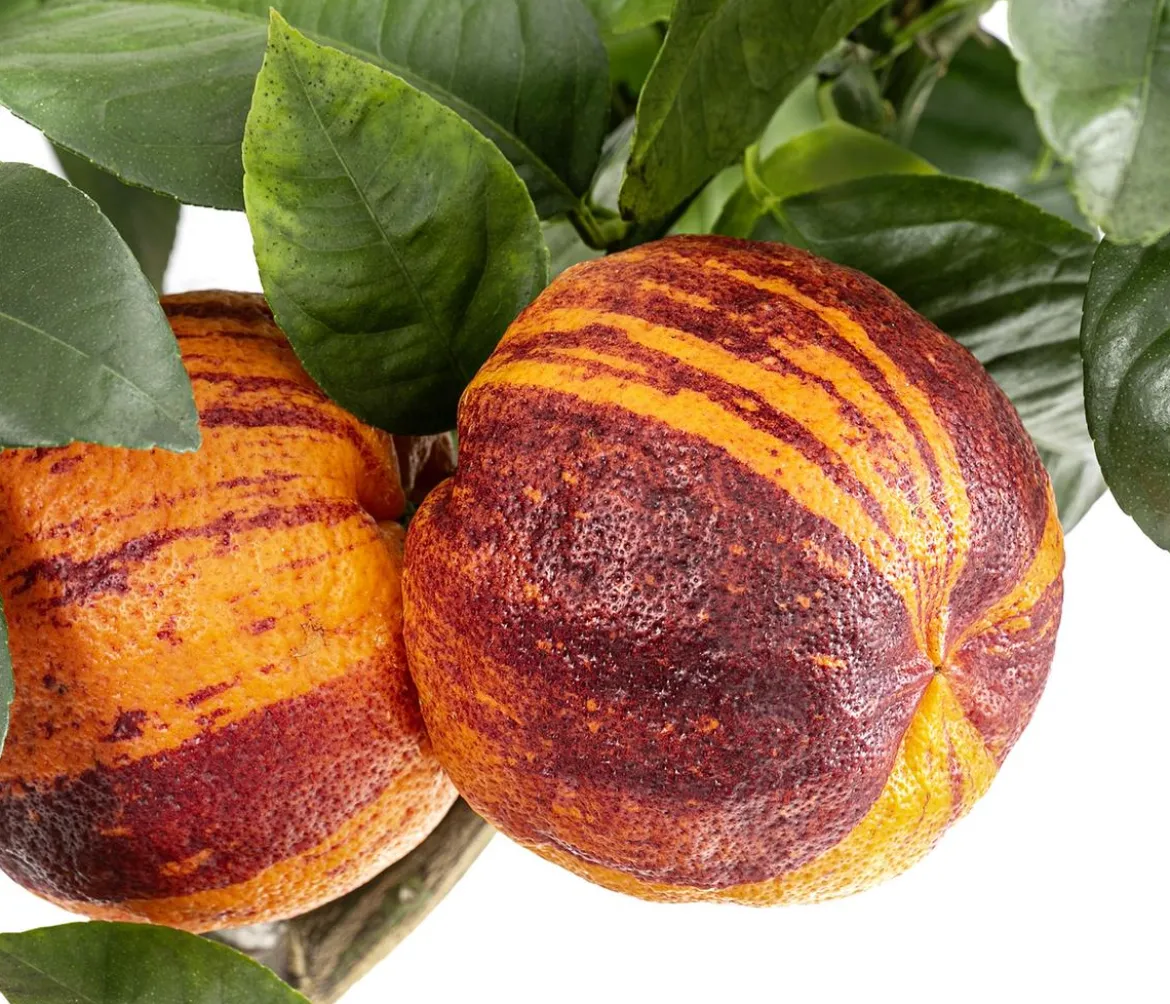 Regenbogen-Orange 'Arcobal'