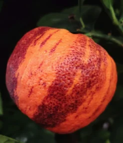 Regenbogen-Orange 'Arcobal'