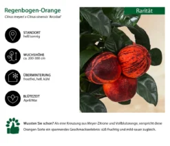Regenbogen-Orange 'Arcobal'