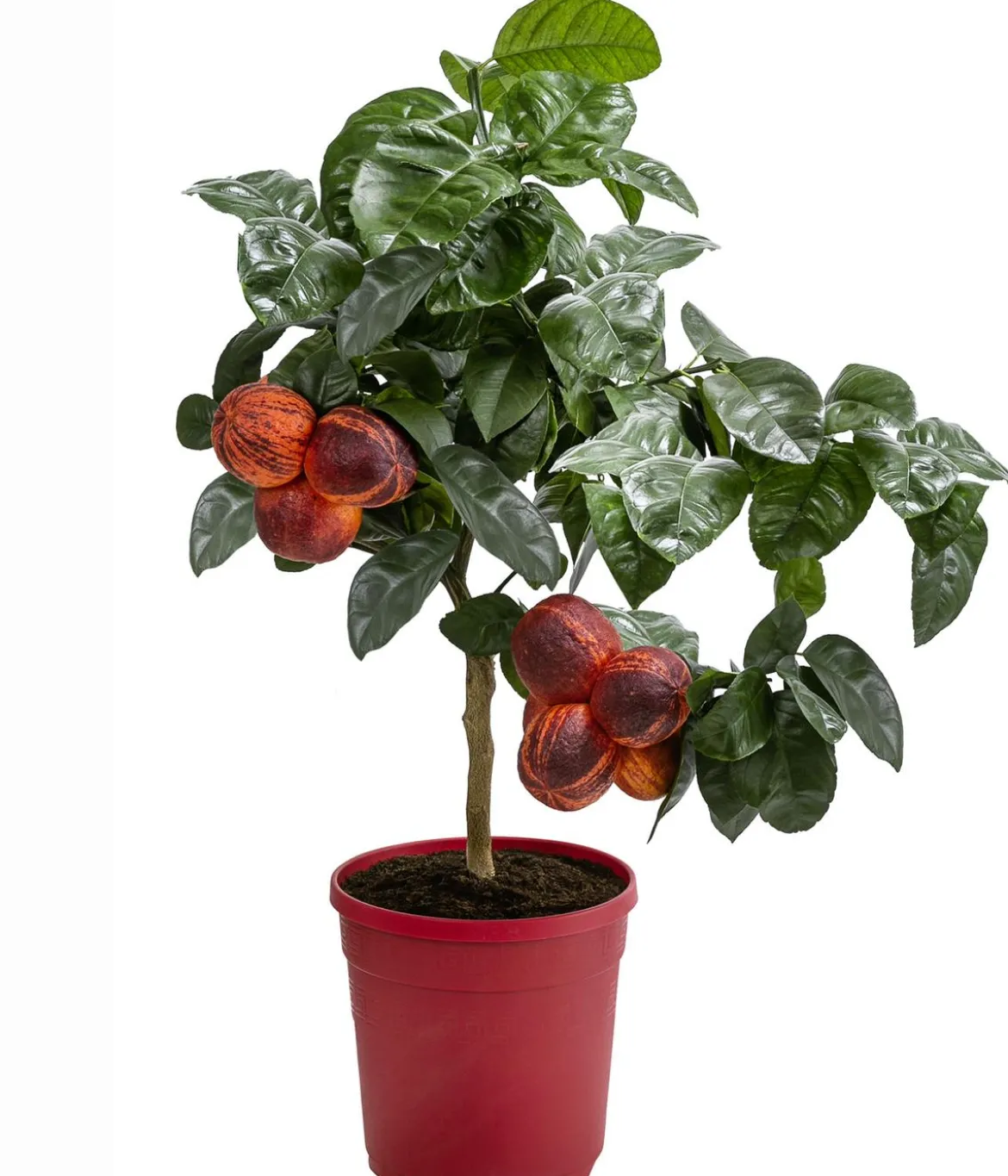 Regenbogen-Orange 'Arcobal'