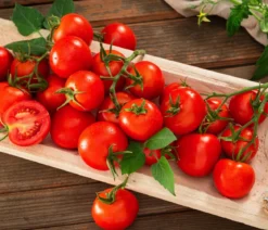 Resistente Tomate, rundfruchtig