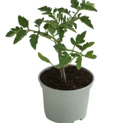 Resistente Tomate, rundfruchtig