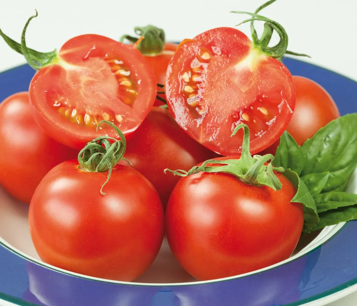 Resistente Tomate, rundfruchtig