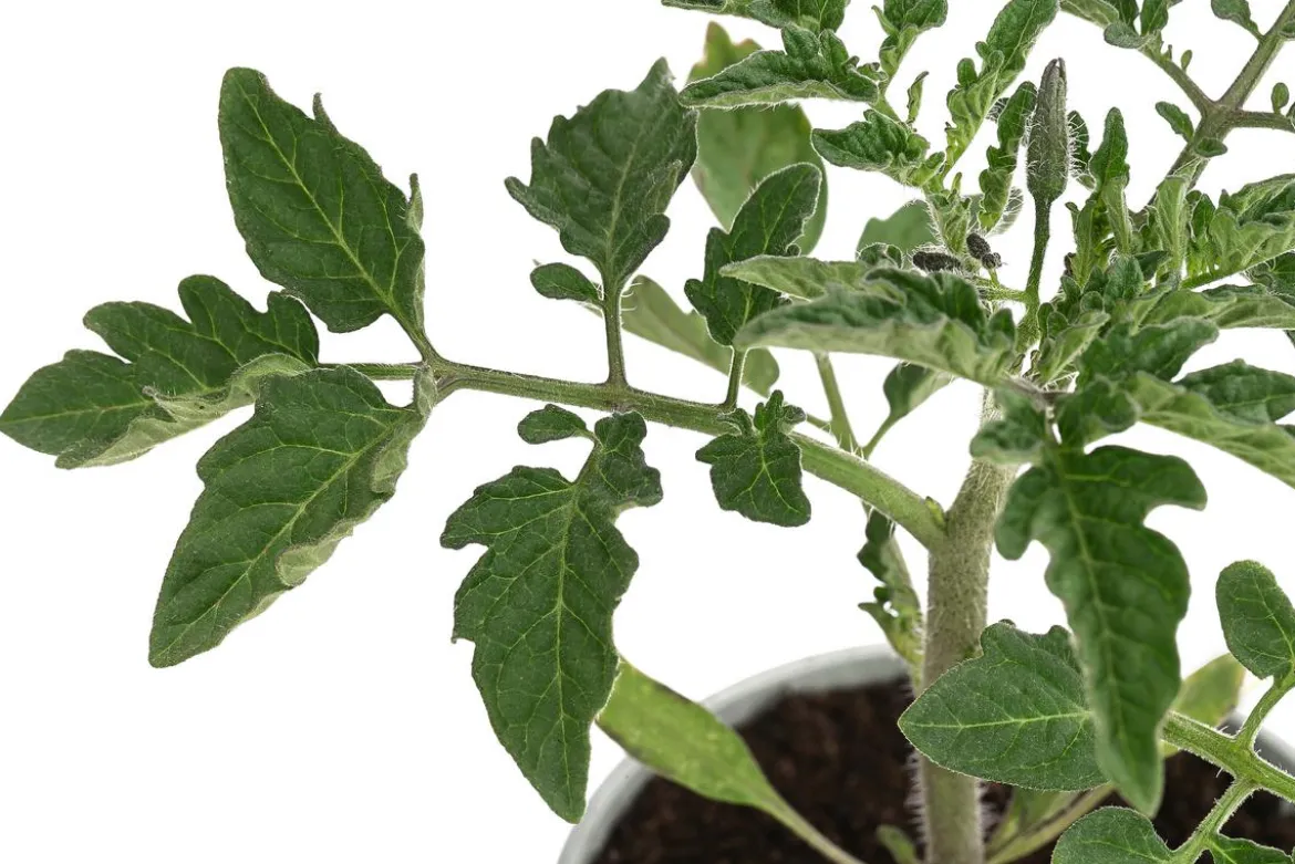 Resistente Tomate, rundfruchtig