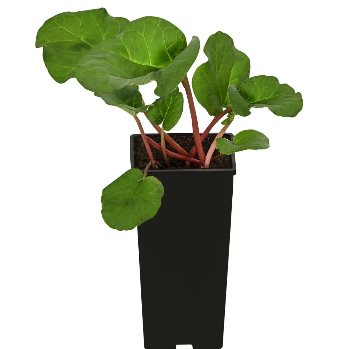Rhabarber 'Livingstone'