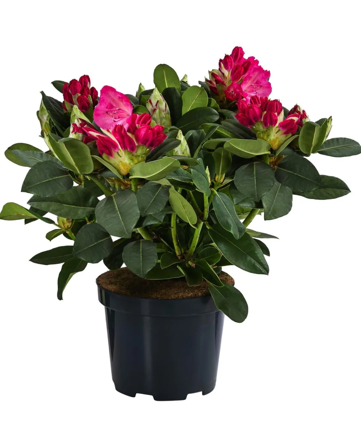 Rhododendron