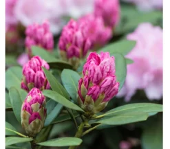 Rhododendron