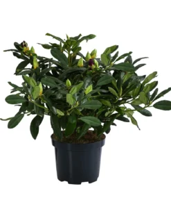 Rhododendron