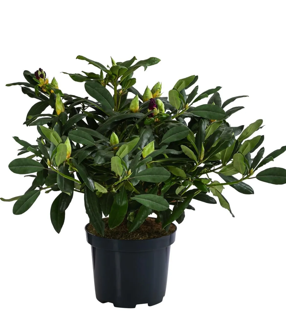 Rhododendron