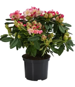 Rhododendron