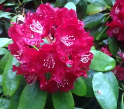 Rhododendron
