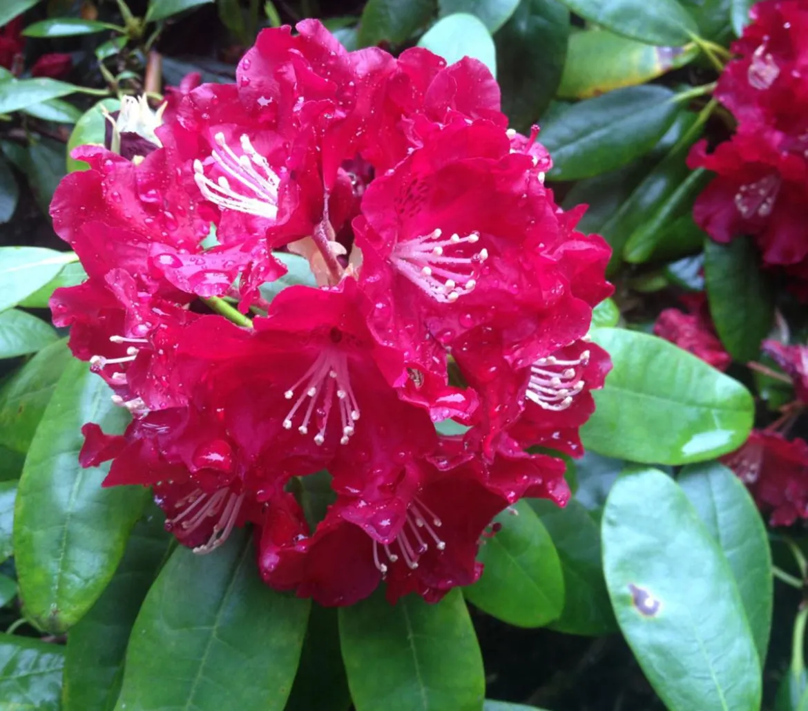 Rhododendron
