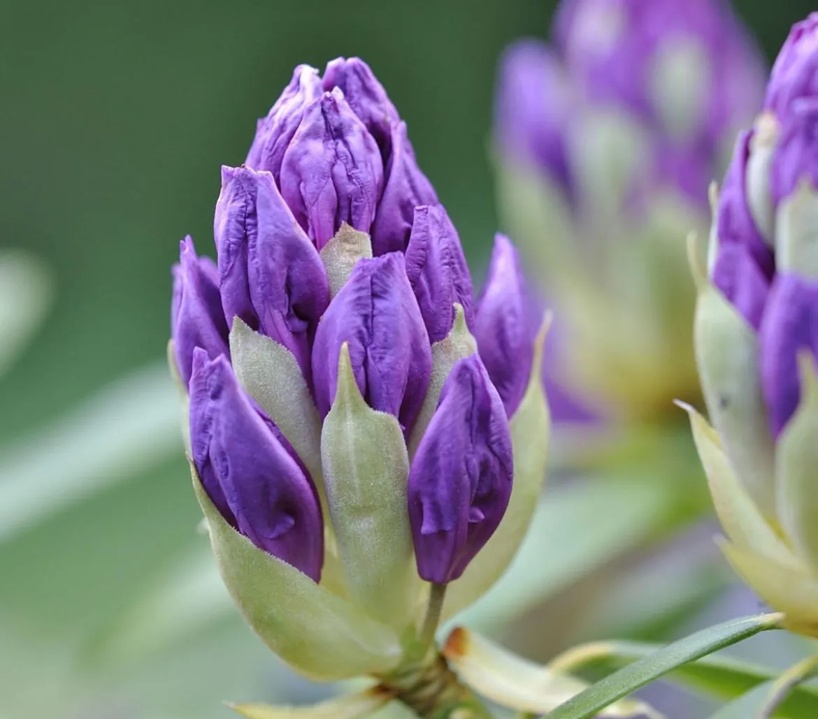 Rhododendron