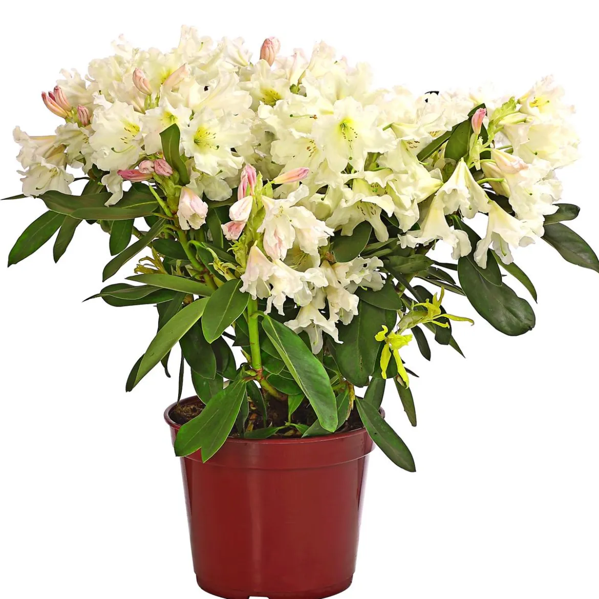 Rhododendron