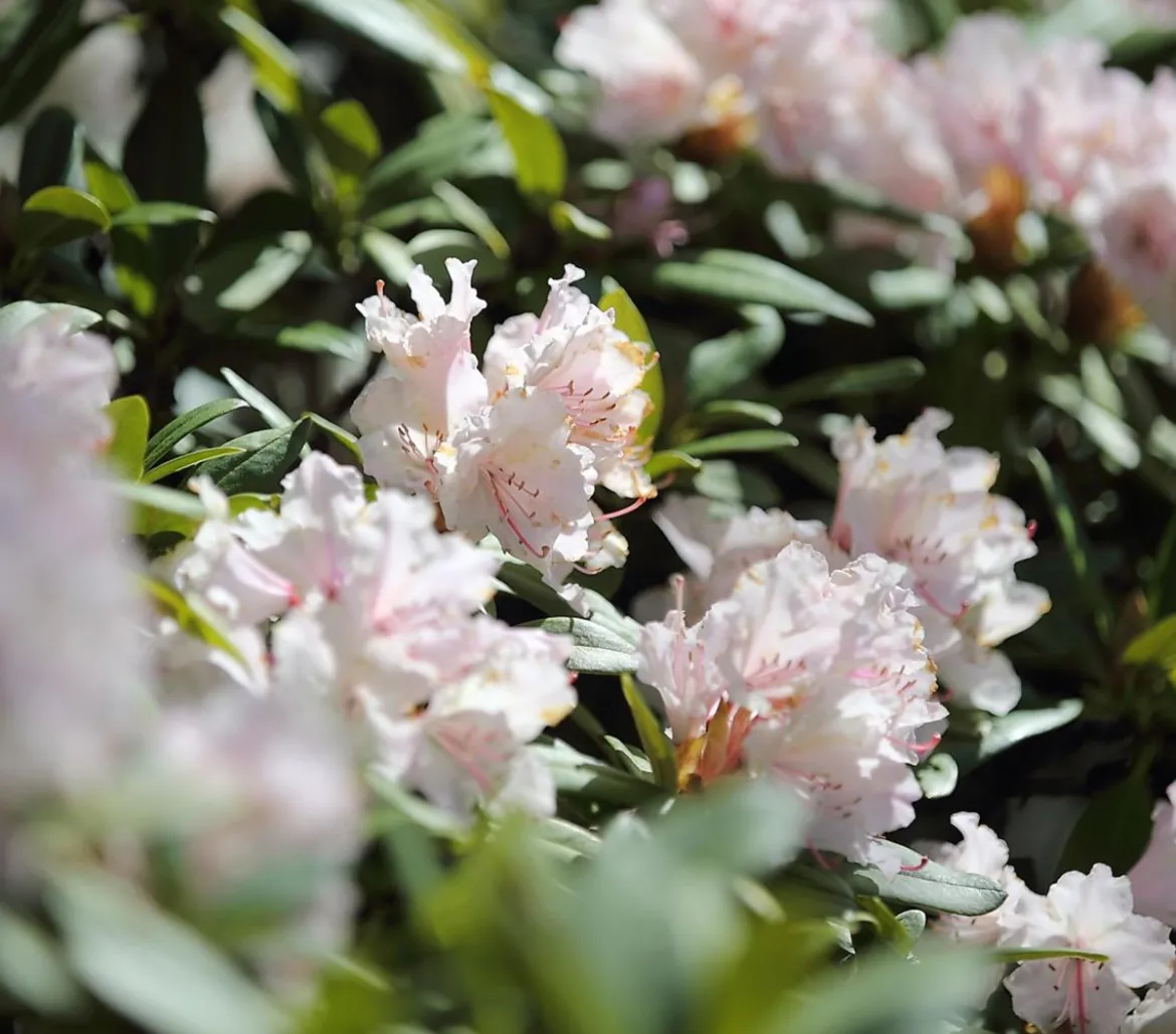 Rhododendron