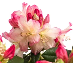 Rhododendron