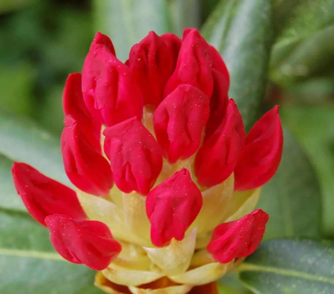 Rhododendron