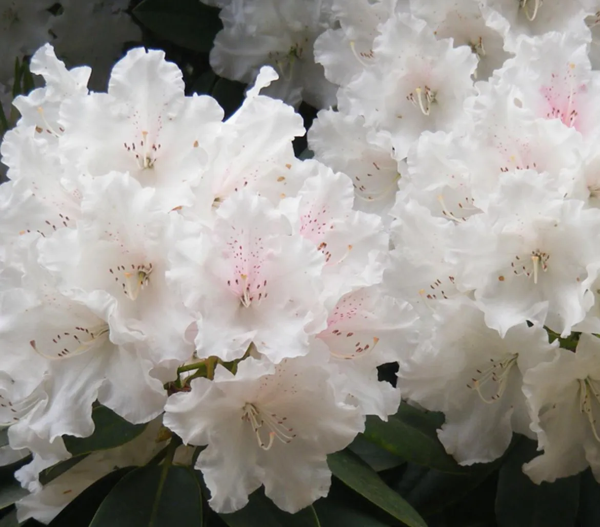 Rhododendron