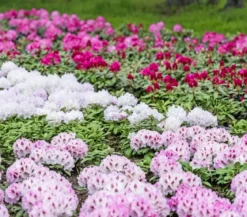 Rhododendron