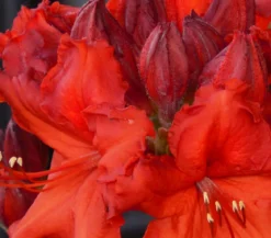 Rhododendron
