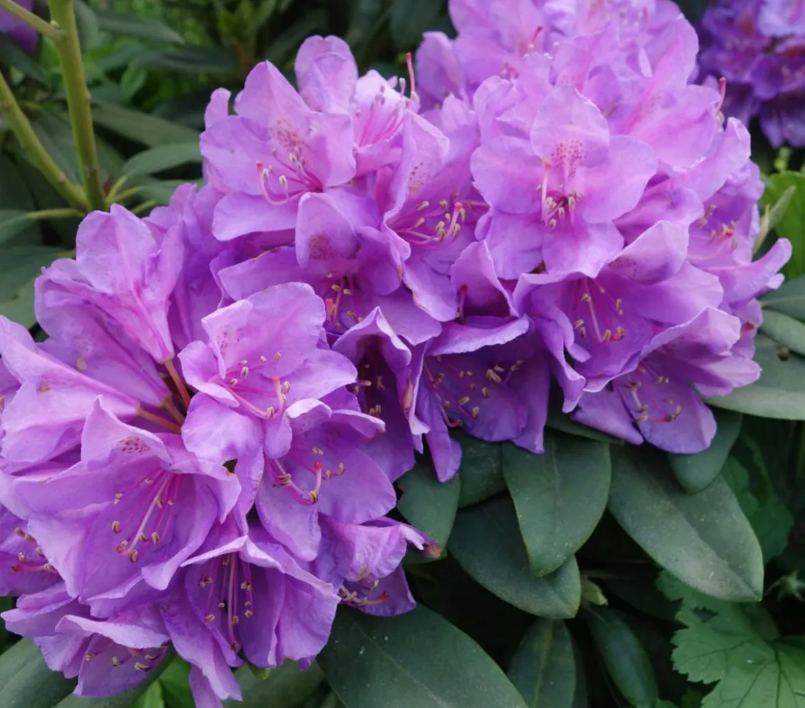 Rhododendron