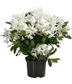 Rhododendron