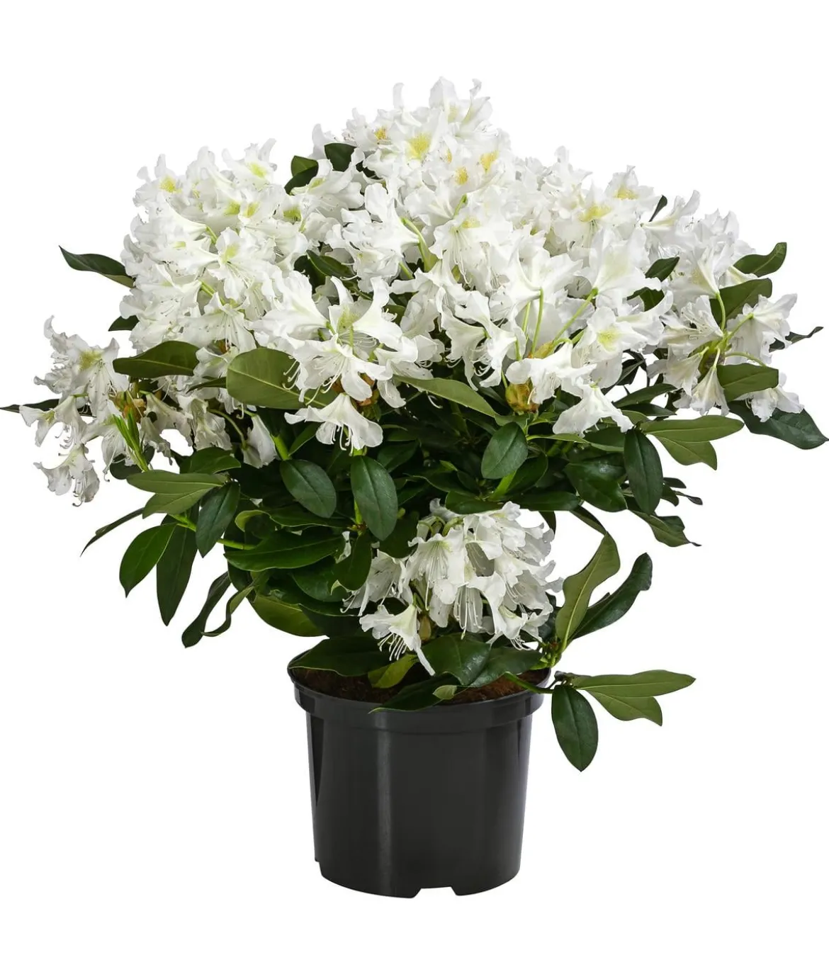 Rhododendron