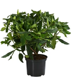 Rhododendron