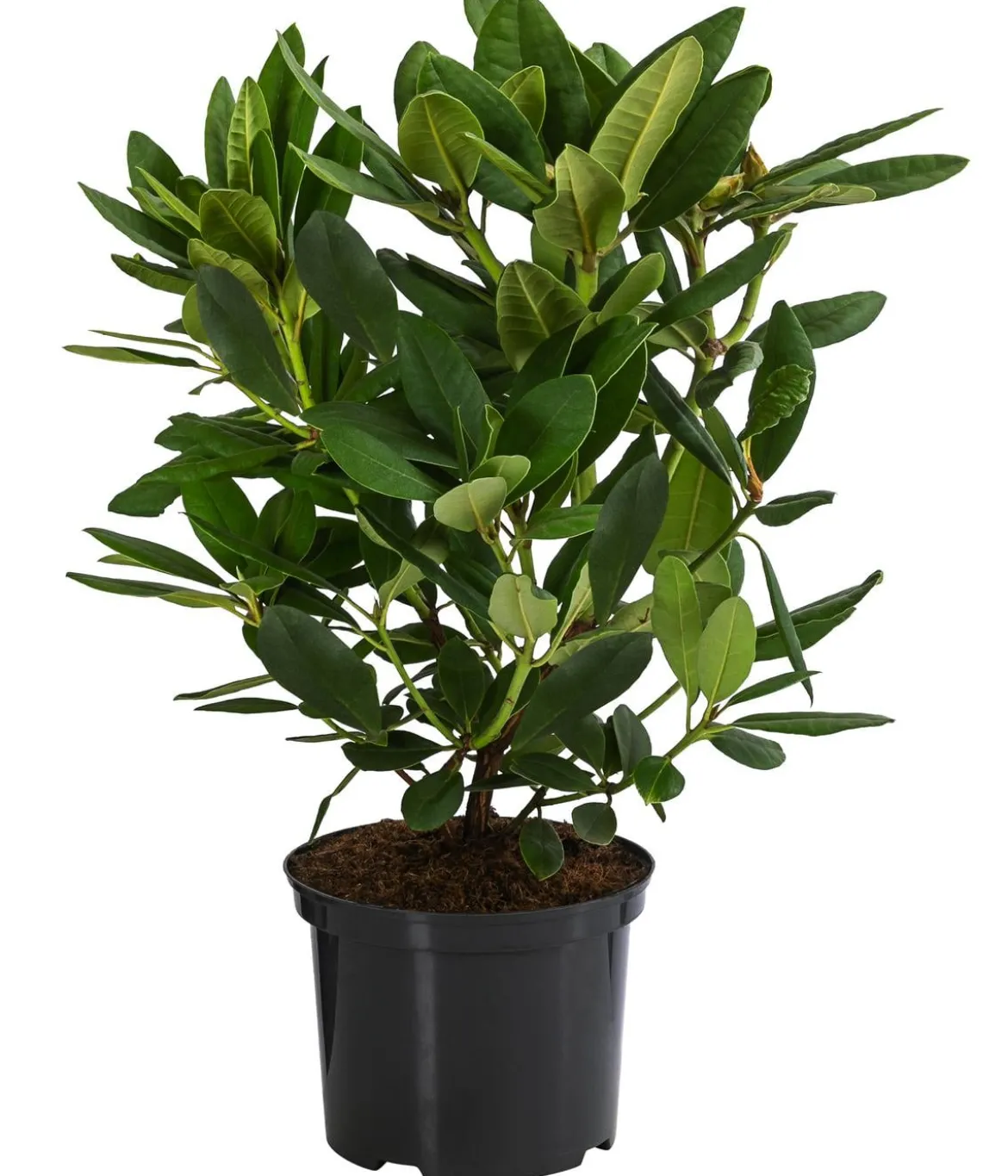 Rhododendron