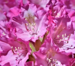 Rhododendron 'Goldflimmer'