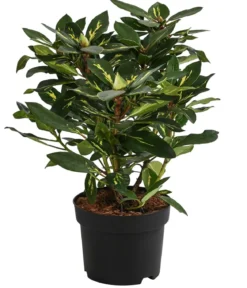Rhododendron 'Goldflimmer'
