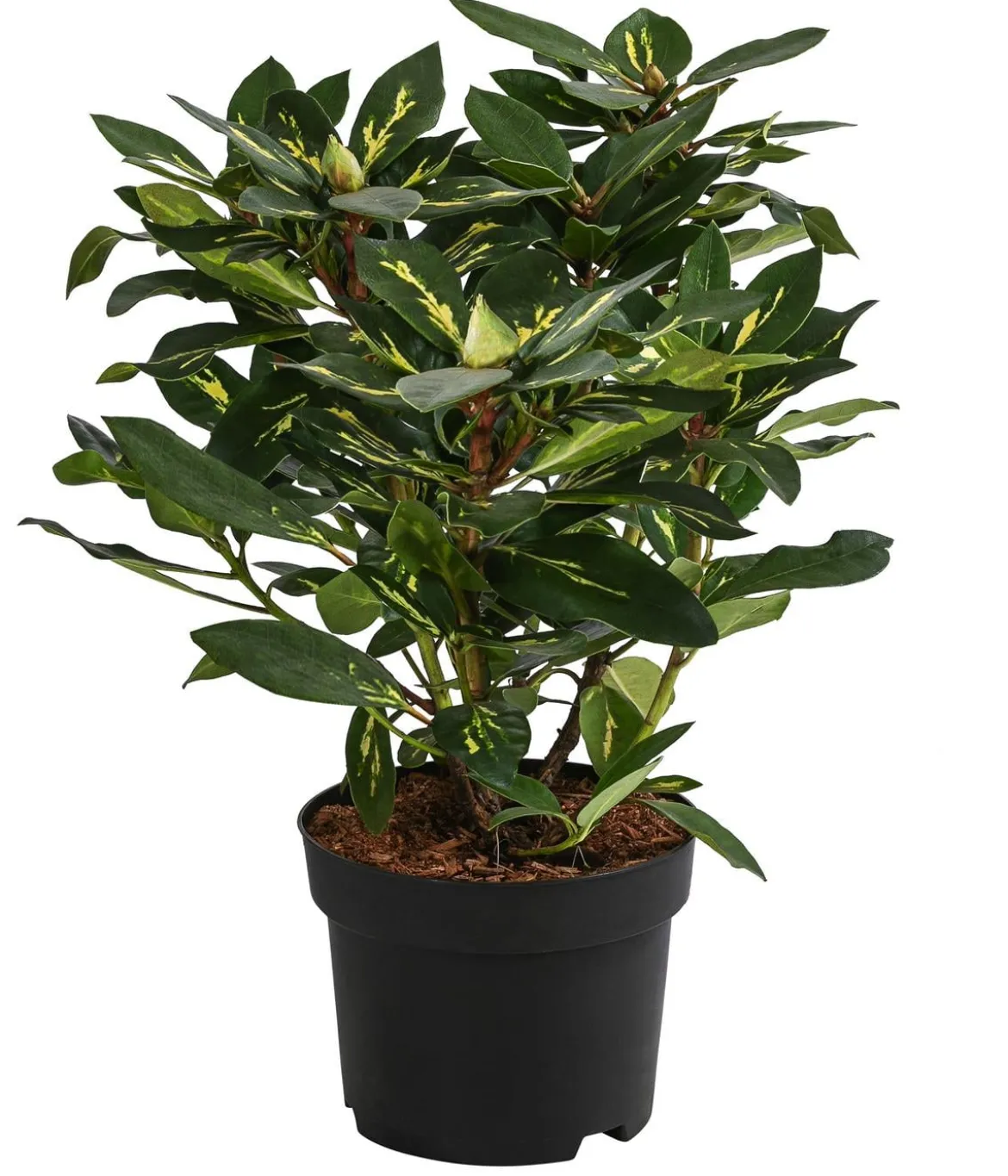 Rhododendron 'Goldflimmer'