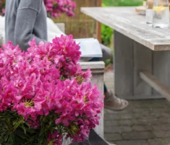 Rhododendron Grazeasy® Dark Pink