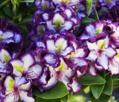 Rhododendron HAPPYdendron® Pushy Purple