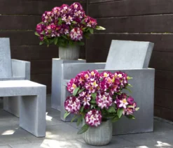 Rhododendron HAPPYdendron® Pushy Purple