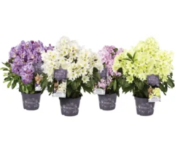 Rhododendron Inkarho® 'Dufthecke', verschiedene Sorten