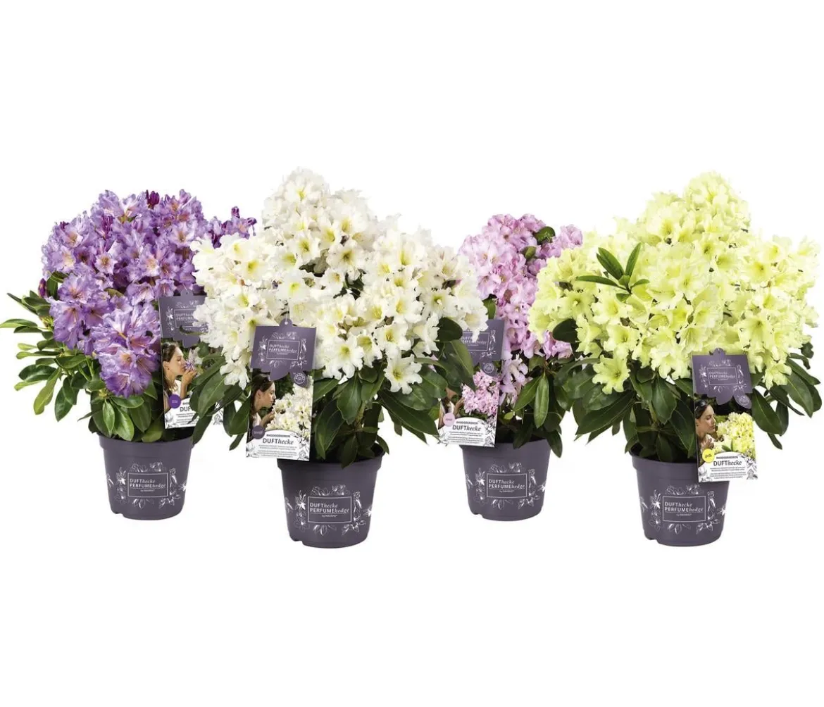 Rhododendron Inkarho® 'Dufthecke', verschiedene Sorten