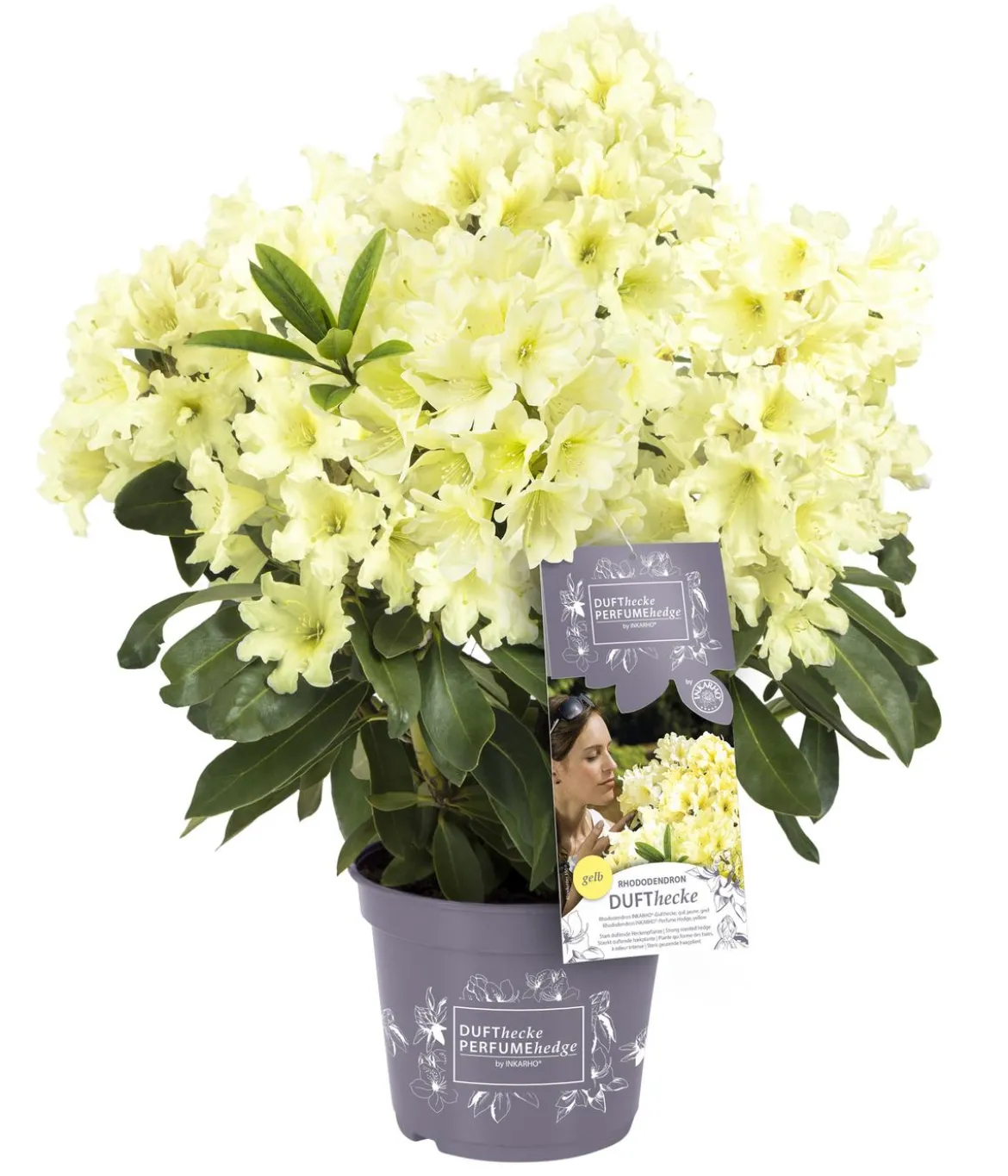 Rhododendron Inkarho® 'Dufthecke', verschiedene Sorten