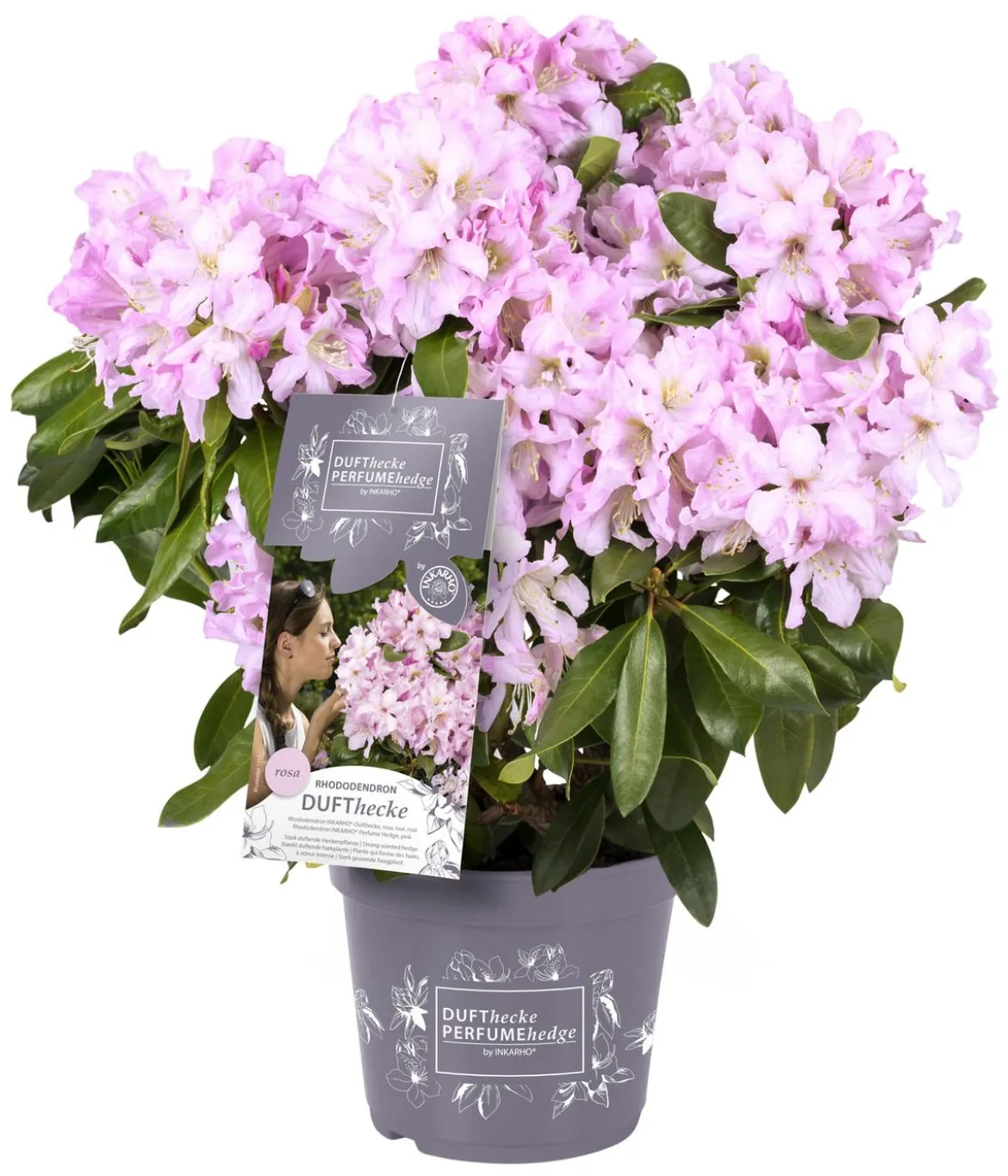 Rhododendron Inkarho® 'Dufthecke', verschiedene Sorten