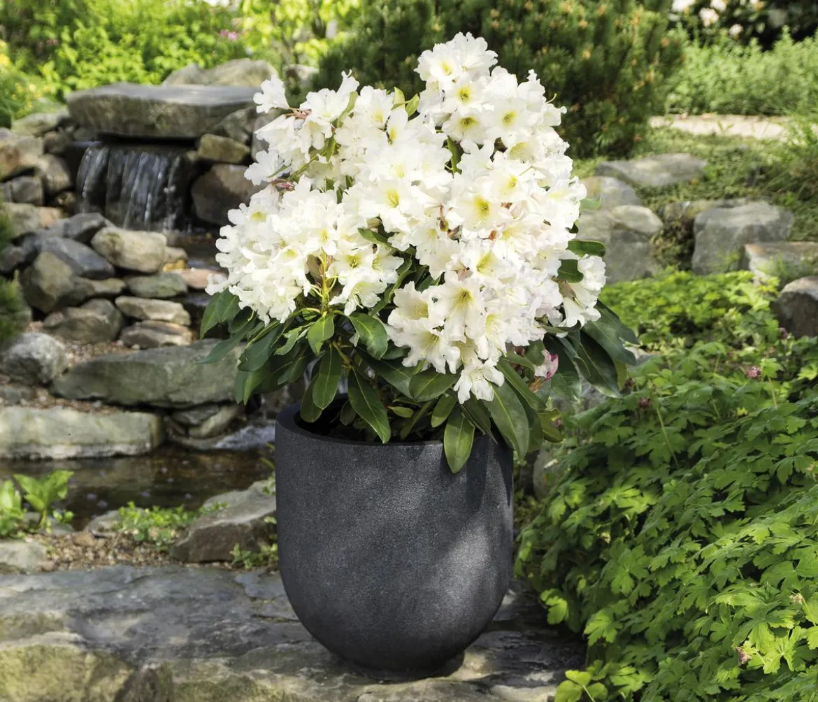 Rhododendron Inkarho® 'Dufthecke', verschiedene Sorten