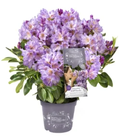 Rhododendron Inkarho® 'Dufthecke', verschiedene Sorten