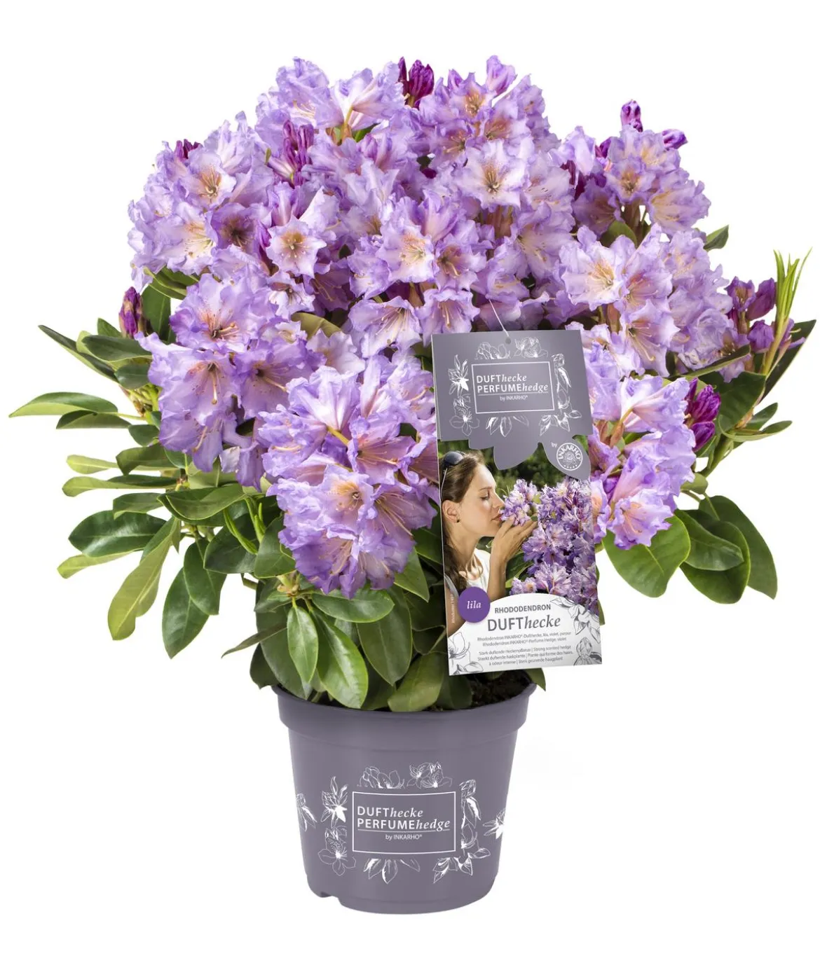 Rhododendron Inkarho® 'Dufthecke', verschiedene Sorten