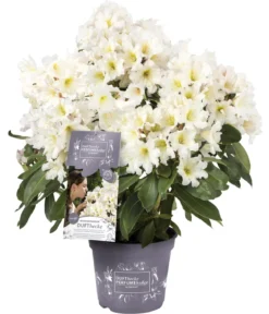 Rhododendron Inkarho® 'Dufthecke', verschiedene Sorten